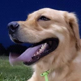 Sassy - Golden Retriever