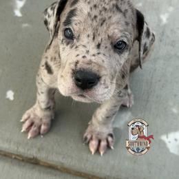 Kissy - Merle female Great Dane puppy in White City, Kansas from Southwind Great Danes