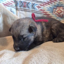 Red Boy - Sable male German Shepherd puppy in Lake George, Colorado from High Country German Shepherds