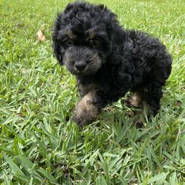 Cockapoo Puppies from Doodle Corner
