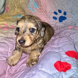 AKC Bee - Dapple female Dachshund puppy in Knoxville, Tennessee from Thea's Puppies