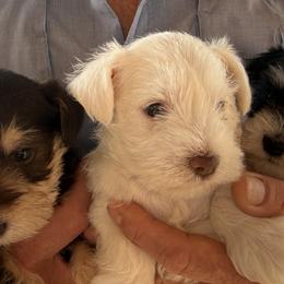 Miniature Schnauzers from Foust Family