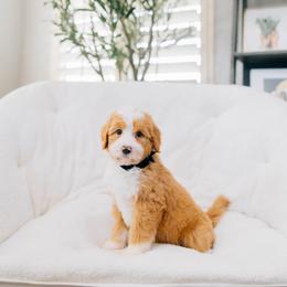 Aida - Red female Bernedoodle puppy in Murray, Utah from Sun Valley Doodles