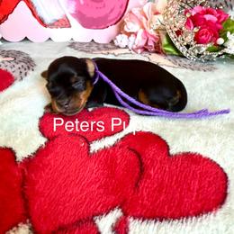 AKC Lavender - Black and gold female Yorkshire Terrier puppy in Hertford, North Carolina from Peters Pups Yorkshire Terriers
