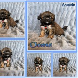 Chestnut - Sable male Shih Tzu puppy in Yelm, Washington from Lala's All Star Shih Tzu
