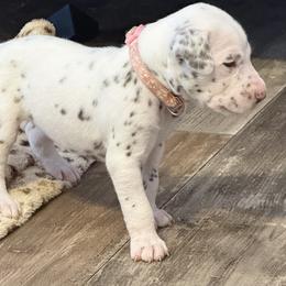 Rosey - White and liver brown female Dalmatian puppy in Hastings, Florida from Love My Spotty Dalmatians