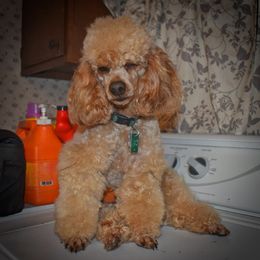 Cockapoo, Cocker Spaniel, and Poodle All Grown Up from The Cocker Cingdom