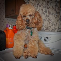 Cockapoo, Cocker Spaniel, and Poodle All Grown Up from The Cocker Cingdom