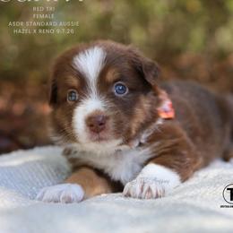 Sunny - Red Tri Female - Red tri-color female Australian Shepherd puppy in Nacogdoches, Texas from TK Standard, Mini, & Toy Aussies