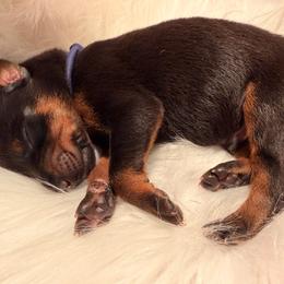 Blue collar male - Black and rust male Doberman Pinscher puppy in Madison, Indiana from Jensen Dobermans and Dachshunds
