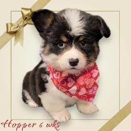Hopper - Black and white male American Corgi puppy in Mansfield, Ohio from Moonrise corgis