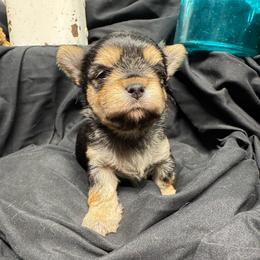 Mason - Black & tan tri-color male Morkie puppy in Taylorsville, North Carolina from Mountain Top Hot Tailz