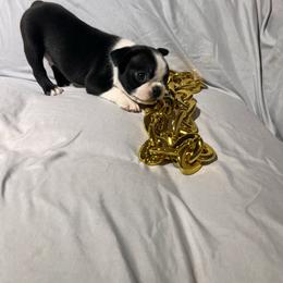 Boy 3 - Black and white male Boston Terrier puppy in London, Kentucky from Puppy Love