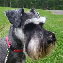 Remi - Miniature Schnauzer