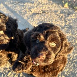 Australian Labradoodle Puppies from Sun Canyon Australian Labradoodles