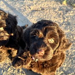 Australian Labradoodle Puppies from Sun Canyon Australian Labradoodles