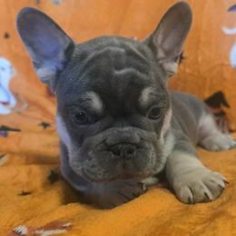 Belle - Tricolors female French Bulldog puppy in Purdy, Missouri from Shoal Creek Valley Frenchies