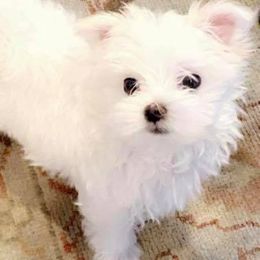 Maltese from Maltese Babies in Louisiana