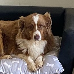 Australian Shepherds, Dachshunds, and Poodles from Jillian's Pups