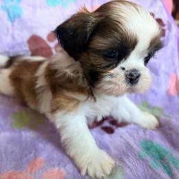 Pinkie pie - Black gold and white female Shih Tzu puppy in Hemet, California from Aloha Shih Tzu