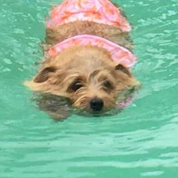 Norfolk Terriers from Judy Seltrecht's Norfolk Terriers