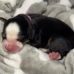 Dalia - pink collar - Tri-color female Bernese Mountain Dog puppy in Yuciapa, California from AlltheDoodlez_