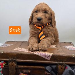 Oink - Red  male Goldendoodle puppy in Neillsville, Wisconsin from Granton Creek