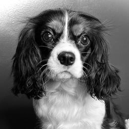 Onli - Cavalier King Charles Spaniel