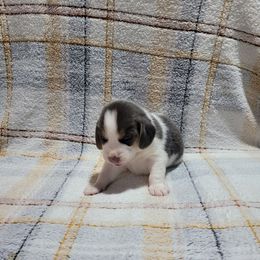 Blue Boy - Blue tan and white male Beagle puppy in New River, Arizona from Desert Mountain Dobermans