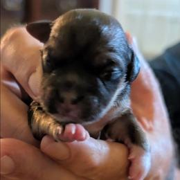 Gus - Brindle male Lhasa Apso puppy in Fort Worth, Texas from Cynthia's Lhasa Apsos
