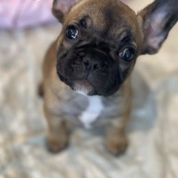 Boston Terrier and French Bulldog Puppies from JohnLee’s Boston’s and French Bulldogs