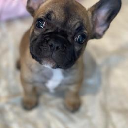 Boston Terrier and French Bulldog Puppies from JohnLee’s Boston’s and French Bulldogs