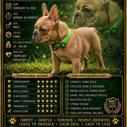 Green Bean - Fawn male French Bulldog puppy in Tampa, Florida from Tampa Bay Frenchies LLC
