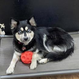 Lady - Siberian Husky