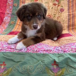 Australian Shepherd Puppies from Rock Canyon Australian Shepherds