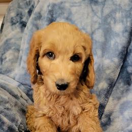 Ben, black - Red  male Goldendoodle puppy in Blountsville, Alabama from Southern Charm Goldendoodles
