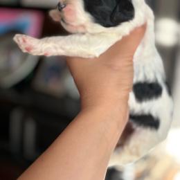 Rolo - Parti male Goldendoodle puppy in Anderson, South Carolina from M & L Pups