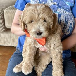 Suncrest - Apricot male Goldendoodle puppy in Roy, Utah from Doodles are Amazing