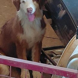 CASPER - Red tri-color female Australian Shepherd puppy in Elk Creek, Missouri from Hearts on Fire Australian Shepherds