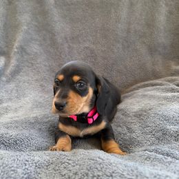 Dachshund Puppies from Dixie Dachshund Delights