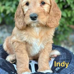 Indy - Apricot female Goldendoodle puppy in Chelan, Washington from North Cascades Doodles