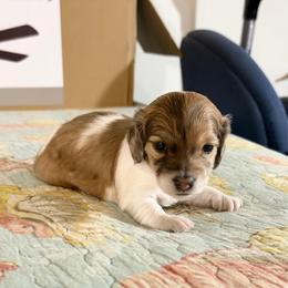 Patch - Dapple female Dachshund puppy in Jacksonville, Florida from Little Lords & Ladies Dachshunds