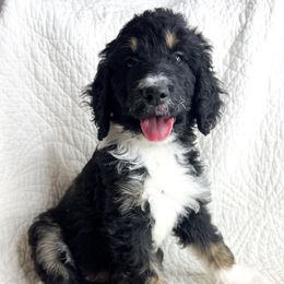 Demi - Tri-color female Bernedoodle puppy in Phelan, California from Willow Desert Doodles