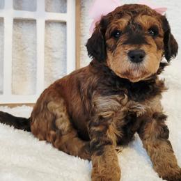 Girl 4 - female Bernedoodle puppy in Elkhart, Iowa from Quality Iowa Doodles