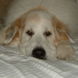 Great Pyrenees from Yelah Pyrenees