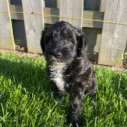 Peter - Black male Schnoodle puppy in Lathrop, Missouri from RR Schnoodles