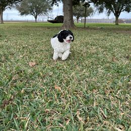 1 - Red male Cockapoo puppy in Pledger, Texas from Sugarbear Cockapoos