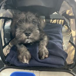 Miniature Schnauzer Puppies from Mini Schnauzers for Life