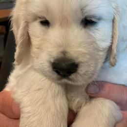 Golden Retriever Puppies from Starbrite Golden Retrievers