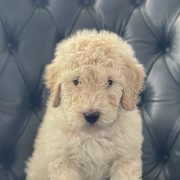 Bernedoodles and Goldendoodles from Goldendoodles in Gilbert